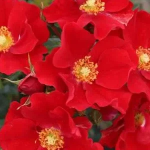 K322 Róża okrywowa ALEXANDER VON HUMBOLDT®