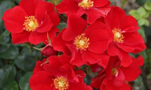 K322 Róża okrywowa ALEXANDER VON HUMBOLDT®