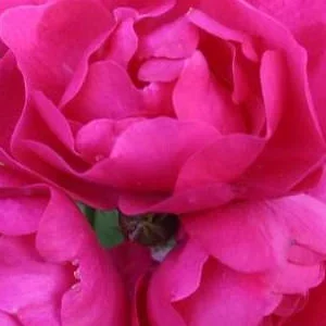 K323 Róża okrywowa HOTLINE®