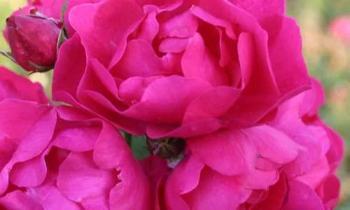 K323 Róża okrywowa HOTLINE®