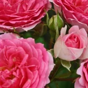 K324 Róża okrywowa AMICA®