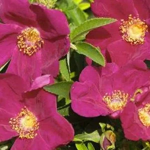 K325 Róża okrywowa R.R. STRANDPERLE AMRUM®