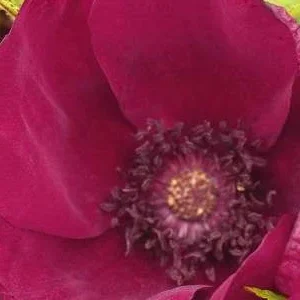 K326 Róża okrywowa R.R. STRANDPERLE NORDERNEY®