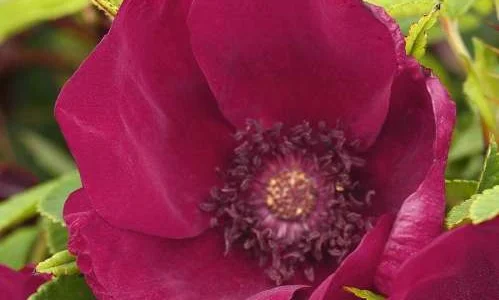 K326 Róża okrywowa R.R. STRANDPERLE NORDERNEY®