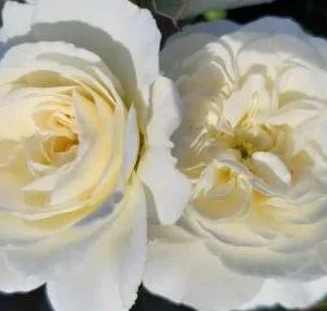 K327 Róża okrywowa BOUNTY®