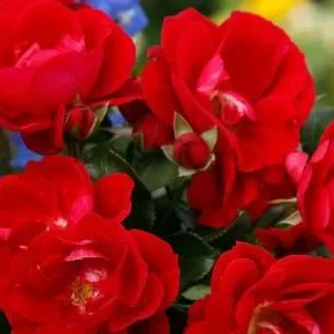 K329 Róża okrywowa CARACHO®