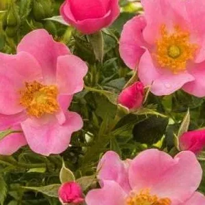 K330 Róża okrywowa LANDFRAUEN ROSE®