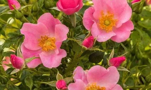 K330 Róża okrywowa LANDFRAUEN ROSE®