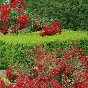 K331 Róża okrywowa ALCANTARA®