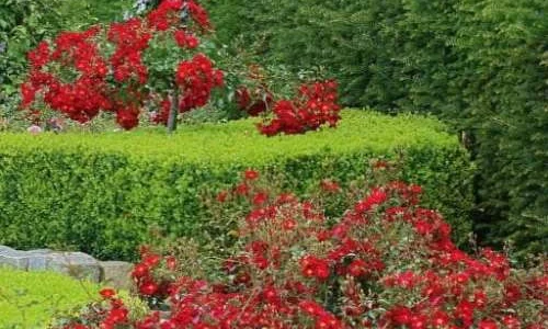 K331 Róża okrywowa ALCANTARA®