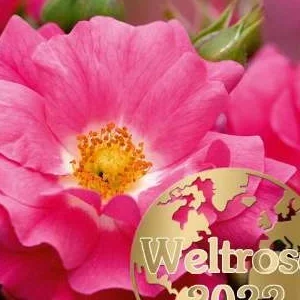 K332 Róża okrywowa HEIDETRAUM®