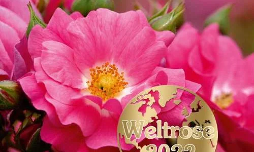 K332 Róża okrywowa HEIDETRAUM®