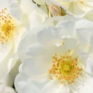 K333 Róża okrywowa SCHNEEFLOCKE®