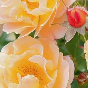 K334 Róża okrywowa SEDANA®