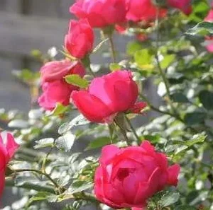 K335 Róża okrywowa RODY®