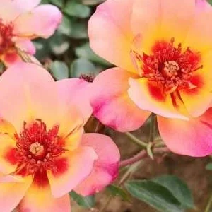 K336 Róża okrywowa JOJO PEACH®