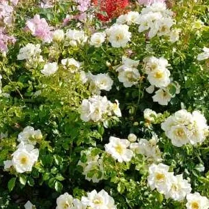 K338 Róża okrywowa IWONA®