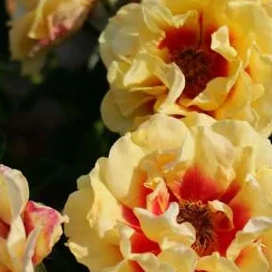 K339 Róża okrywowa ORIENTA® AYLIN