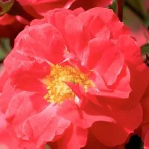 K340 Róża okrywowa HEIDEFEUER®