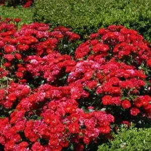 K341 Róża okrywowa BALOU®