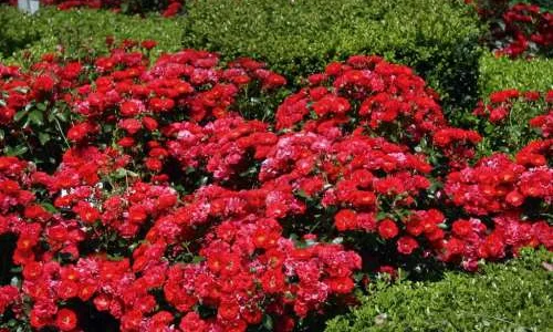 K341 Róża okrywowa BALOU®