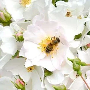 K342 Róża okrywowa APFELBLUTE®