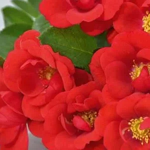 K343 Róża okrywowa KESSE LIPPE®