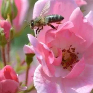 K344 Róża okrywowa Szczęśliwa Dortmunderka