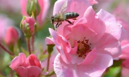 K344 Róża okrywowa Szczęśliwa Dortmunderka