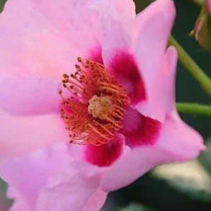 K345 Róża okrywowa Orienta Farina®