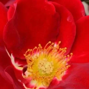 K346 Róża okrywowa HORIZONT®