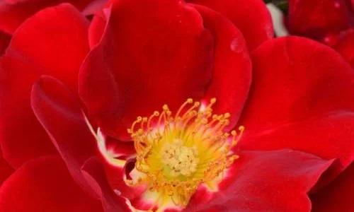 K346 Róża okrywowa HORIZONT®