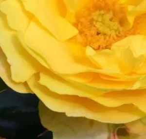 K347 Róża okrywowa SONNENGLANZ®