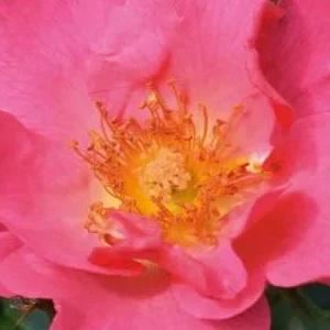 K348 Róża okrywowa HOPPLA®