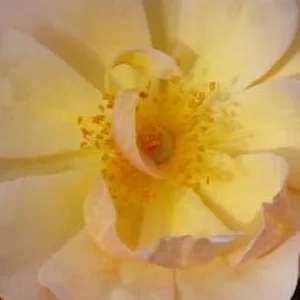 K349 Róża okrywowa AMBER SUN®