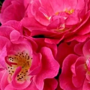 K350 Róża okrywowa BLÜHWUNDER 08®