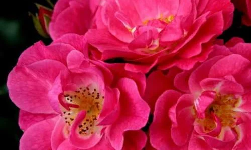 K350 Róża okrywowa BLÜHWUNDER 08®