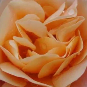 K351 Róża okrywowa CUBANA®