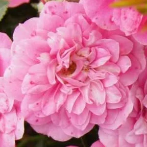 K352 Róża okrywowa KNIRPS®