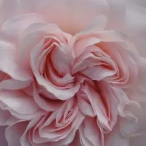 K353 Róża okrywowa LARISSA®