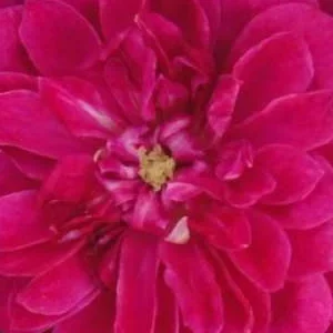 K354 Róża okrywowa PURPLE RAIN®