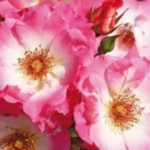 K355 Róża okrywowa DOLOMITI®