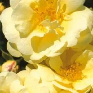 K356 Róża okrywowa SUNNY ROSE®