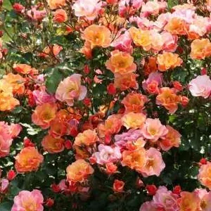 K357 Róża okrywowa JAZZ®