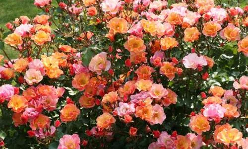 K357 Róża okrywowa JAZZ®