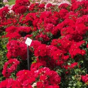 K359 Róża okrywowa MATADOR®