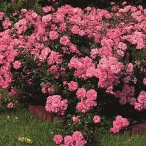 K360 Róża okrywowa MIRATO®