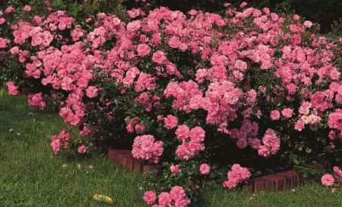 K360 Róża okrywowa MIRATO®