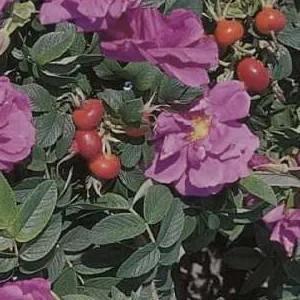 K361 Róża okrywowa R. R. PIERETTE®