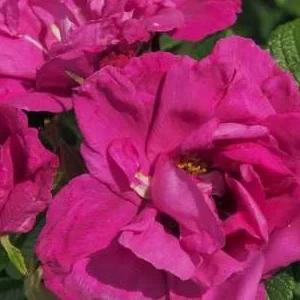 K362 Róża okrywowa R. R. RED FOXI®